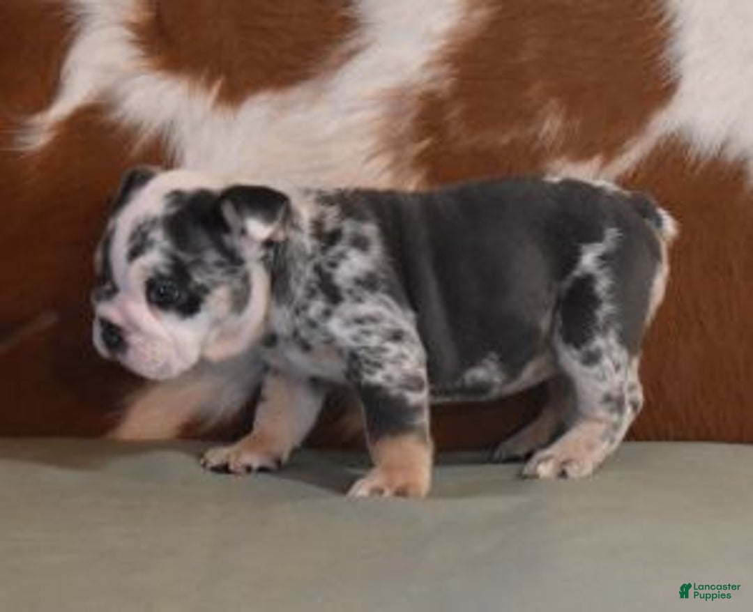English Bulldog dogs for sale: TINA - Ad 5