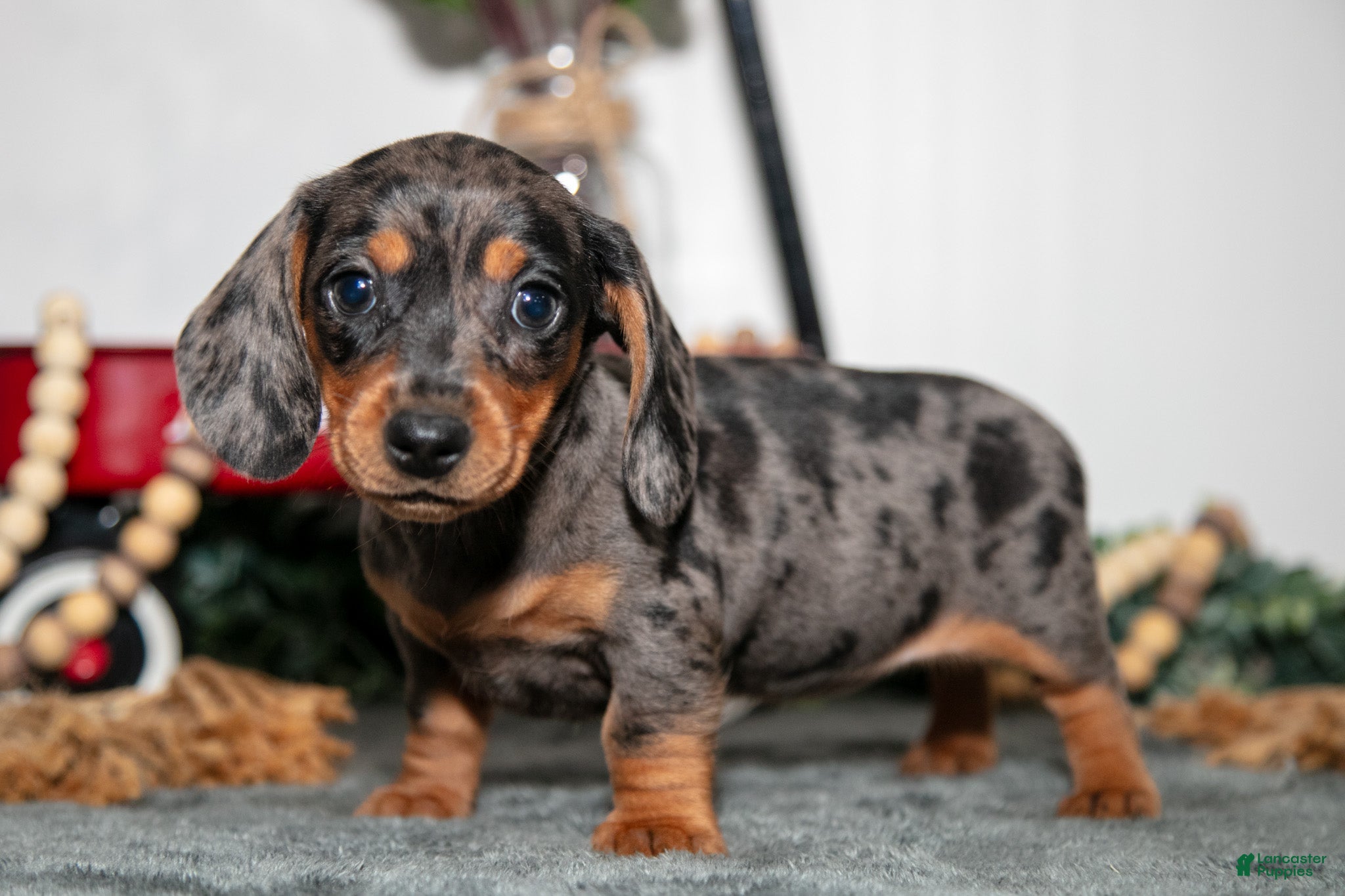Miniature Dachshund dogs Titi - Ad 2