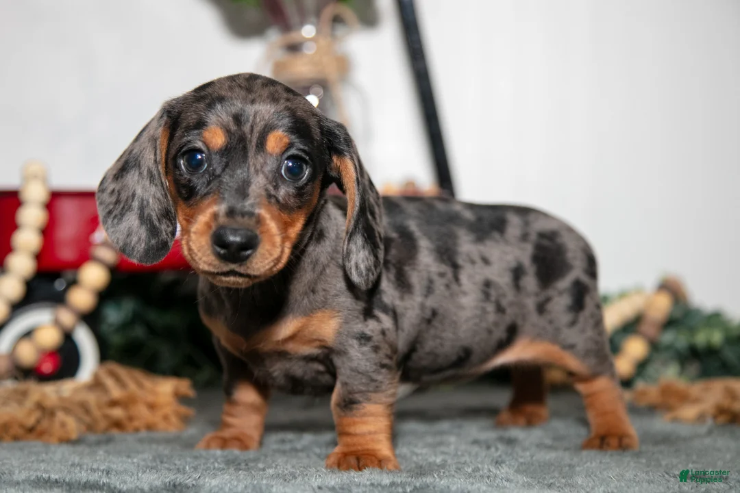 Miniature Dachshund dogs for sale: Titi - Ad 2
