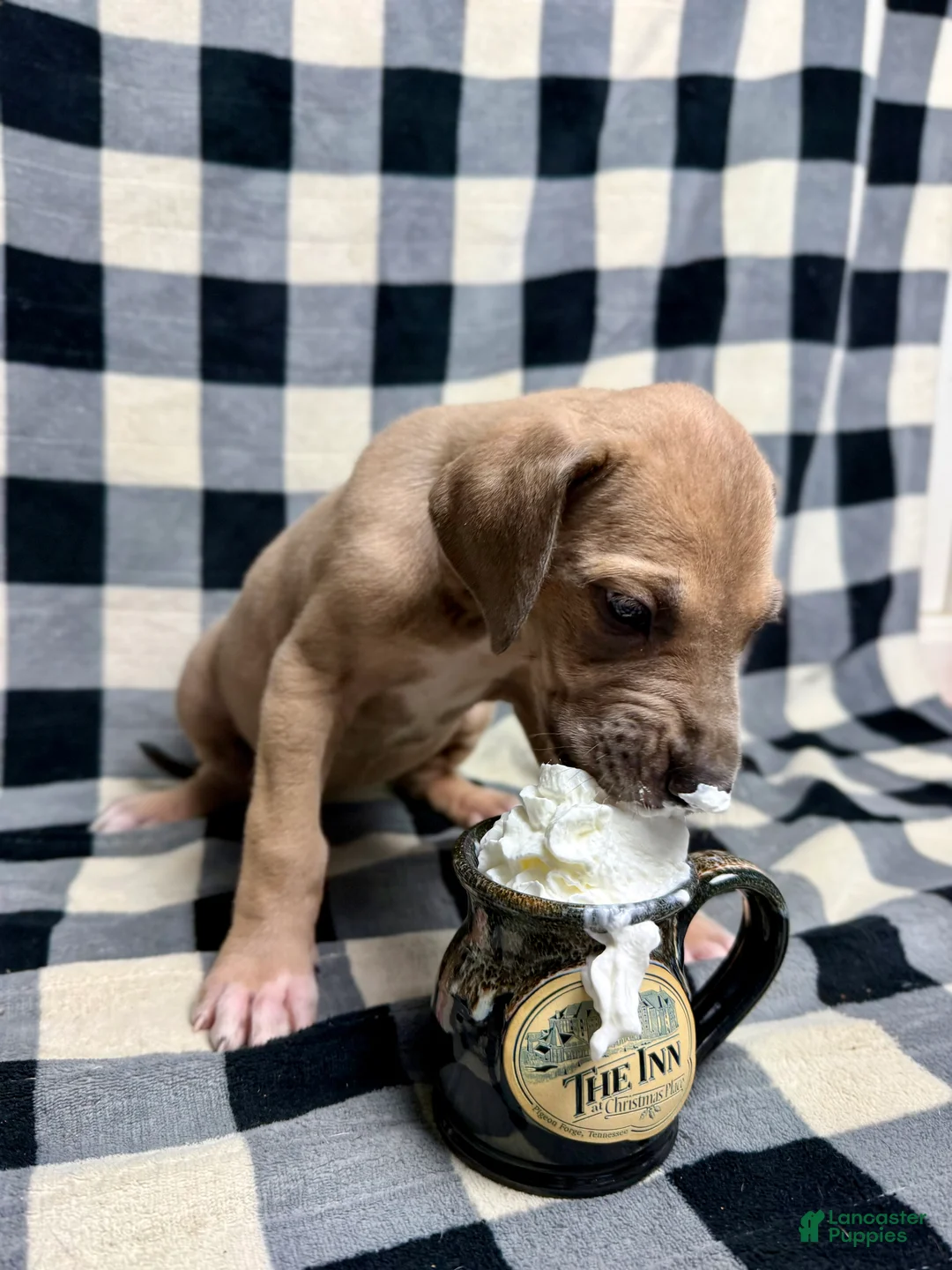 Great Dane dogs for sale: Blue Fawn (Heavy Euro) - Ad 7