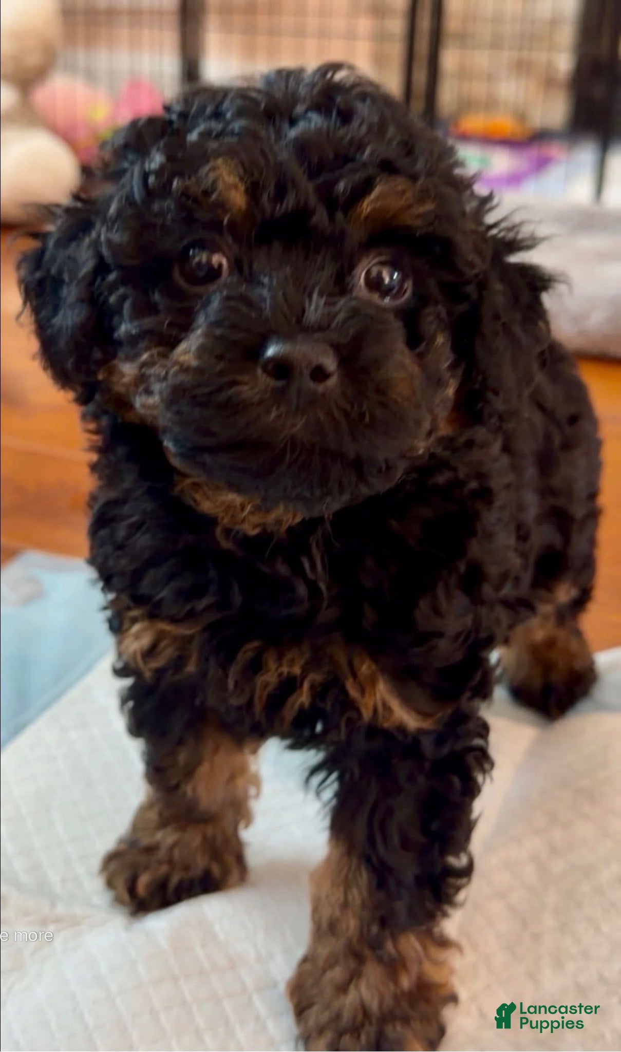Toy Poodle dogs Toy Poodle 1 - Ad 18