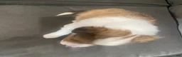 Shetland Sheepdog dogs for sale: Shetland Sheepdog Puppy 2 - Ad 5