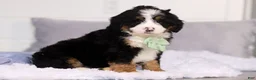 Mini Bernedoodle dogs for sale: Teddy  - Ad 1