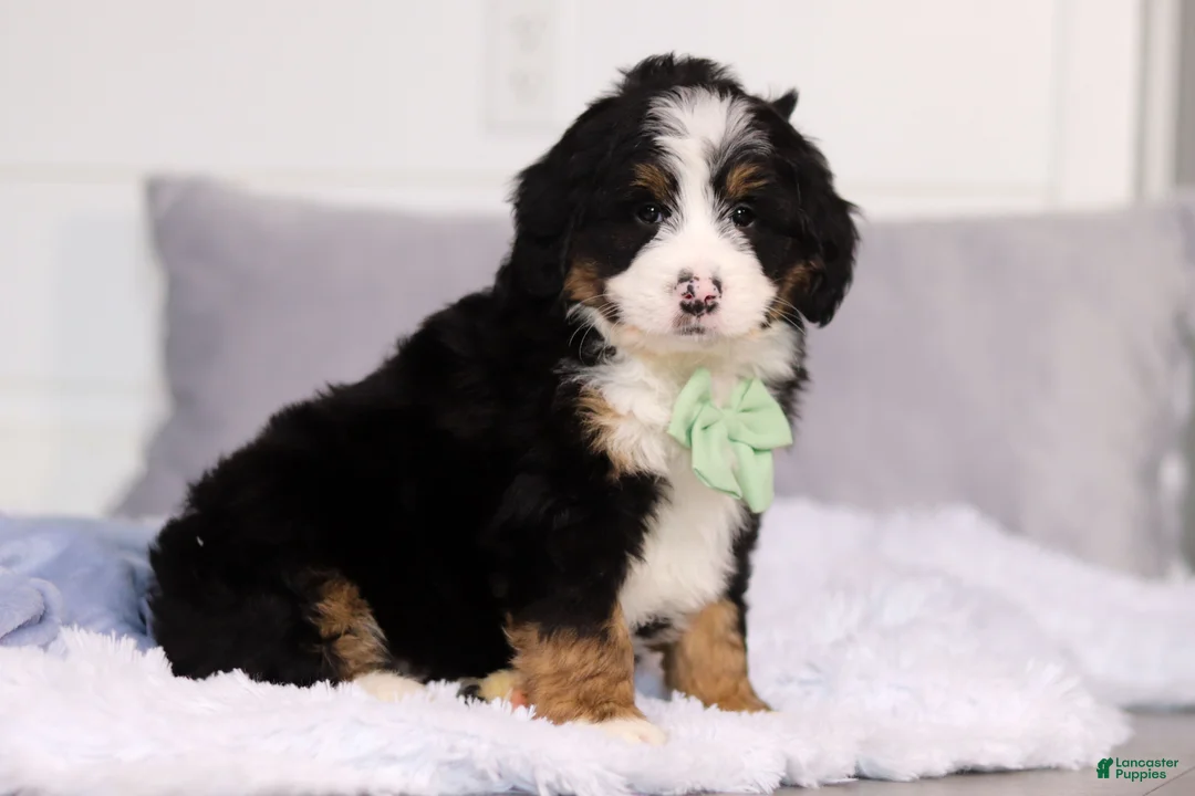 Mini Bernedoodle dogs for sale: Teddy  - Ad 1