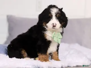 Mini Bernedoodle dogs for sale: Teddy - Ad 3