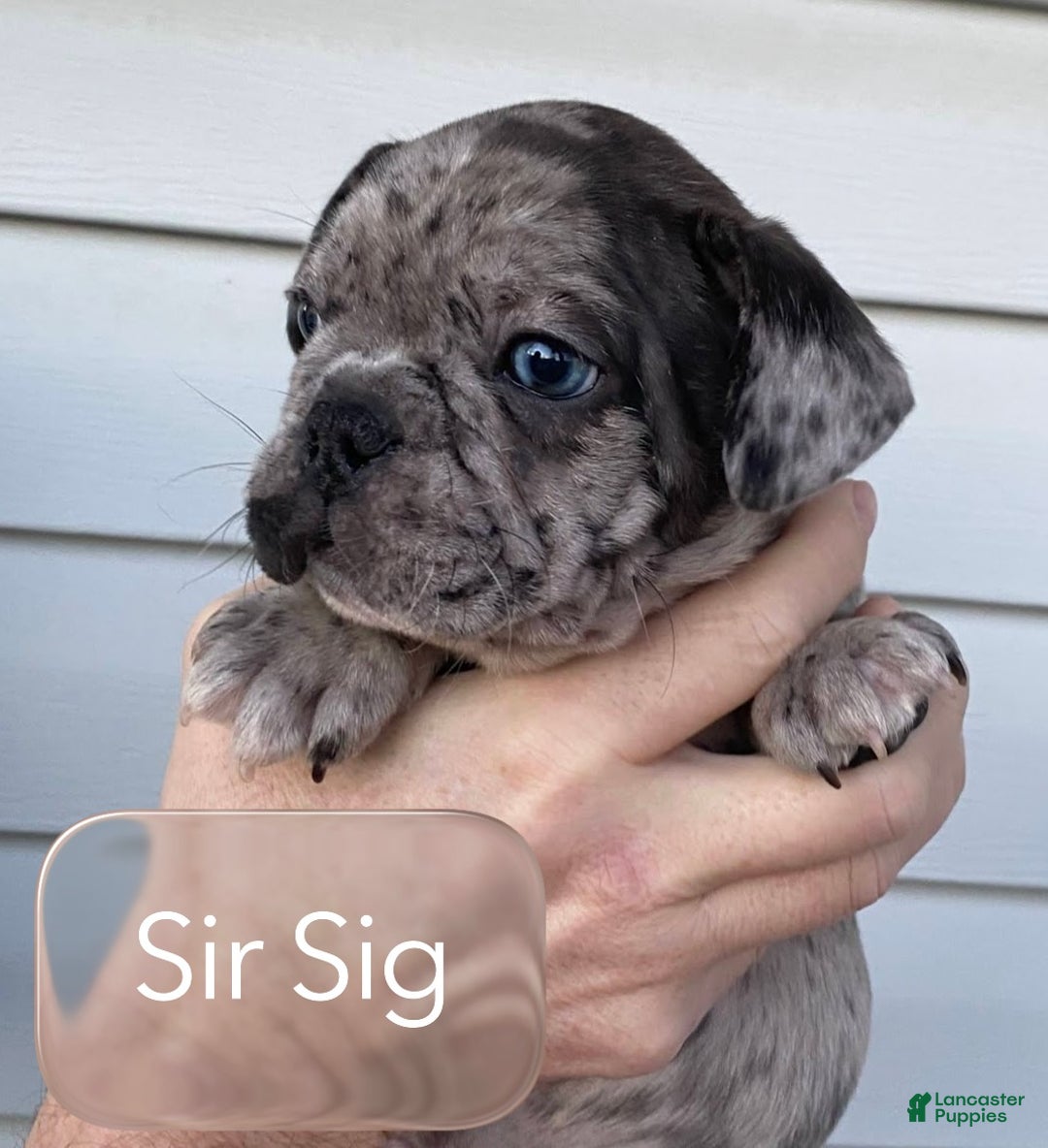 French Bulldog dogs for sale: Sir Sig of House of Hepley - Ad 1