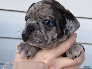 French Bulldog dogs Sir Sig of House of Hepley - Ad 5