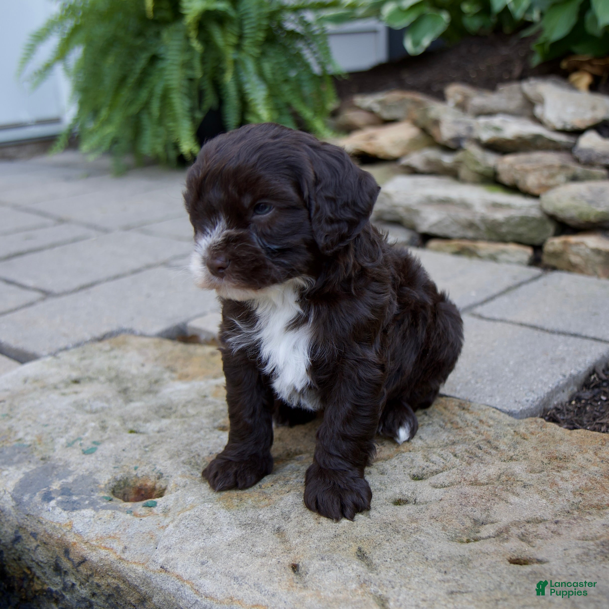 Mixed Breed dogs Fiona - Ad 2