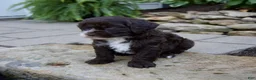 Mixed Breed dogs for sale: Fiona - Ad 2