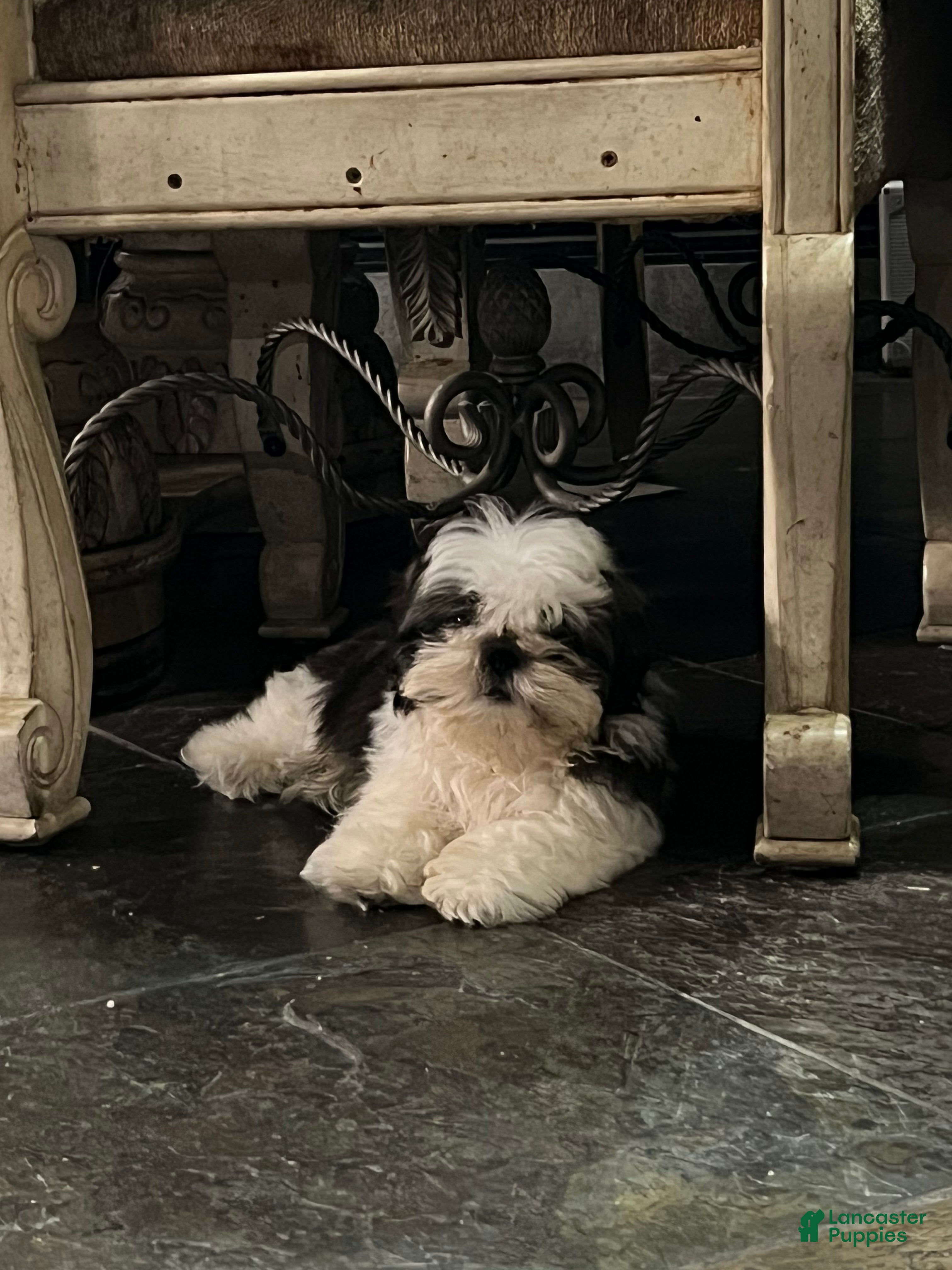 Shih Tzu dogs Shih Tzu Puppy 3 - Ad 40