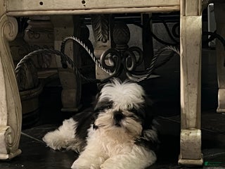 Shih Tzu dogs Shih Tzu Puppy 3 - Ad 3