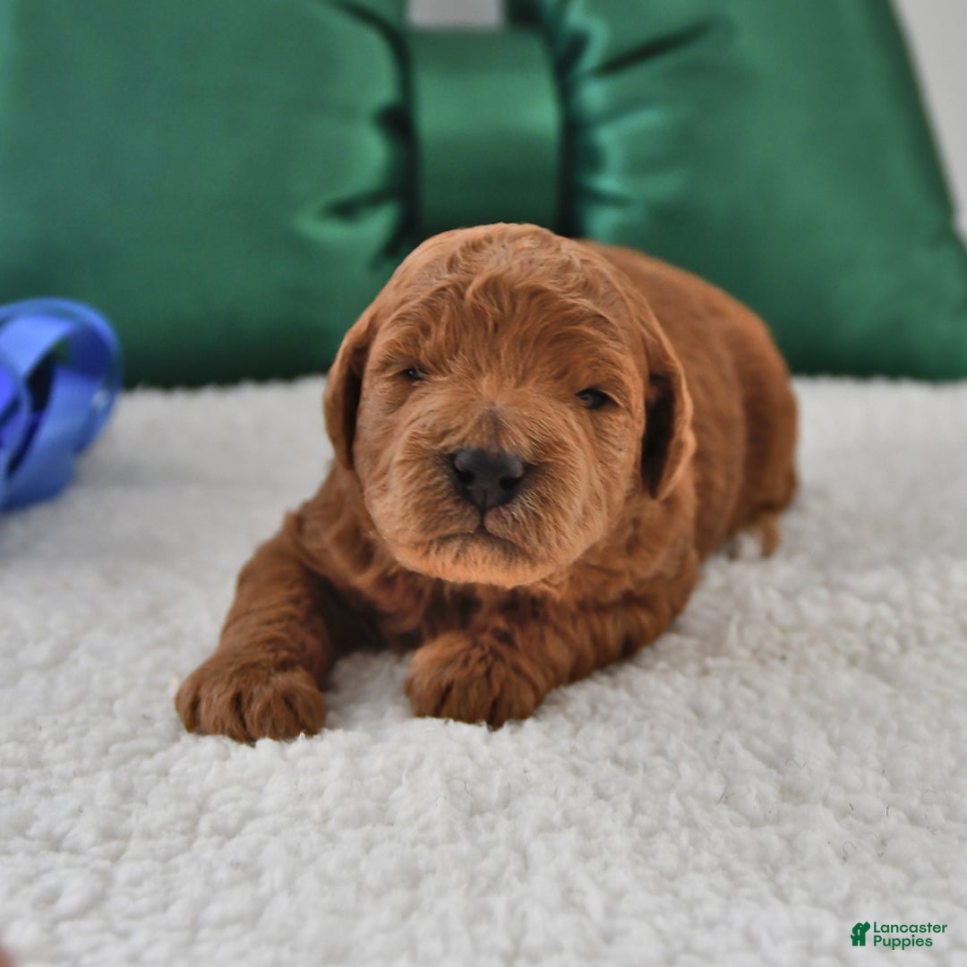 Mini Goldendoodle dogs for sale: Patches - Ad 1