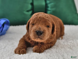 Mini Goldendoodle dogs Patches - Ad 35