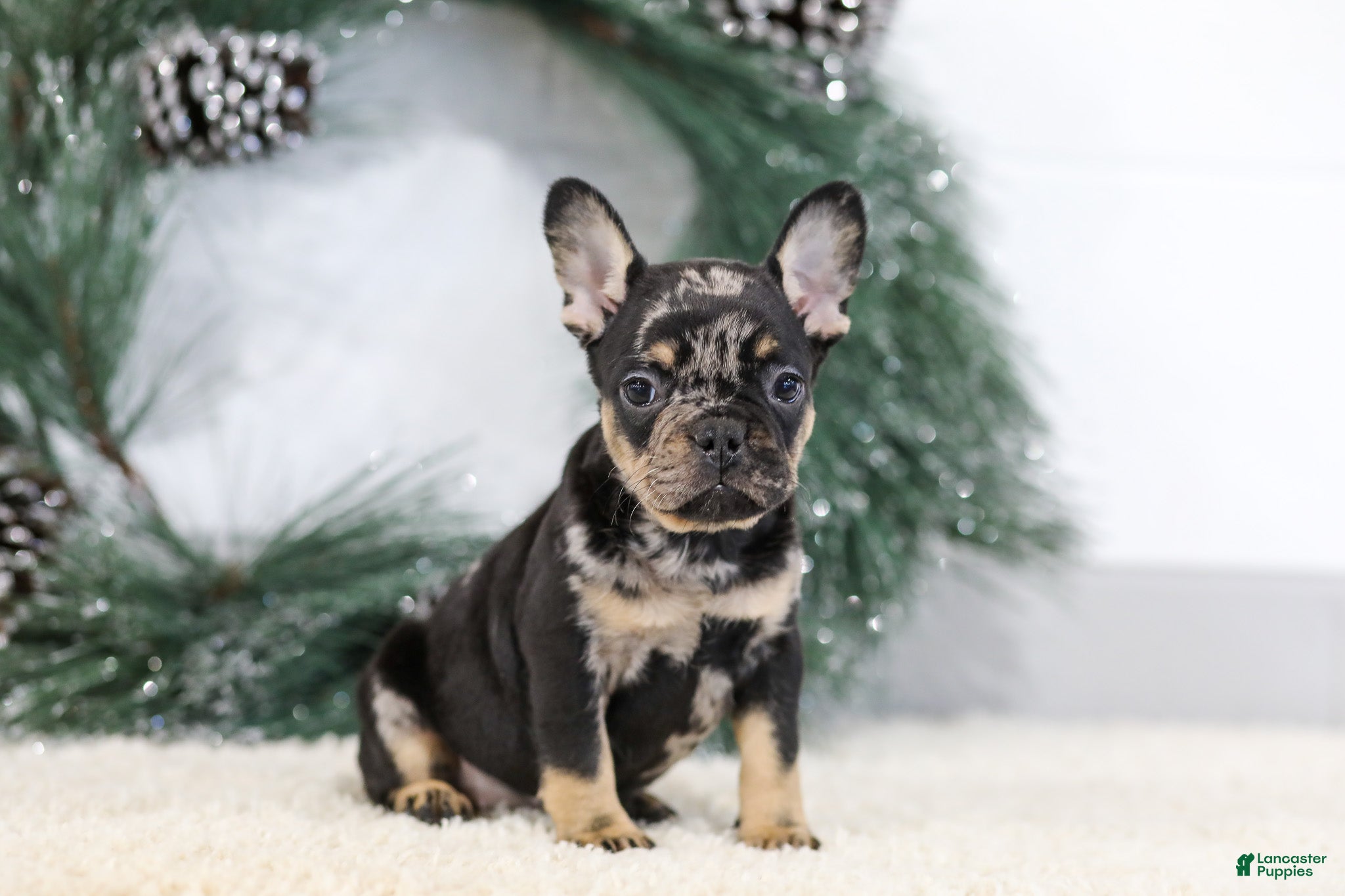 French Bulldog dogs Fiona - Ad 5