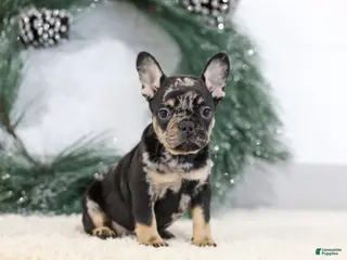 French Bulldog dogs Fiona - Ad 5