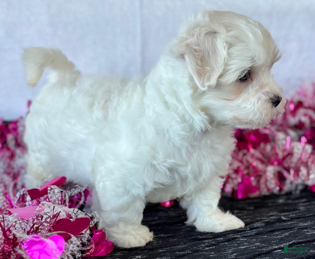 Maltese dogs for sale: Cara - Ad 3