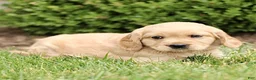 Miniature Golden Retriever dogs for sale: Trent  - Ad 3