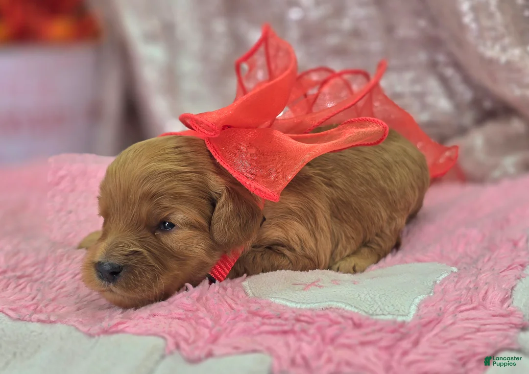 Cavapoo dogs for sale: Turquosie - Ad 5