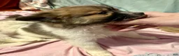 Mixed Breed dogs for sale: Buttons - Ad 11
