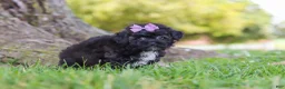 Maltipoo dogs for sale: Pretzel - Ad 3