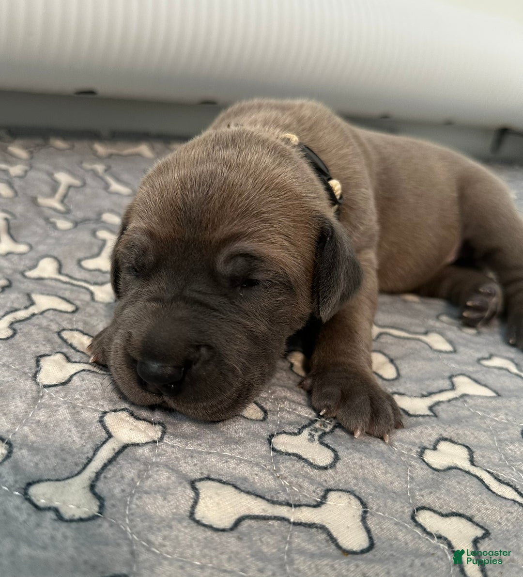 Great Dane dogs for sale: Tan Collar - Ad 3