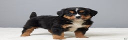 Bernese Mountain Dog dogs for sale: Falco - Ad 5