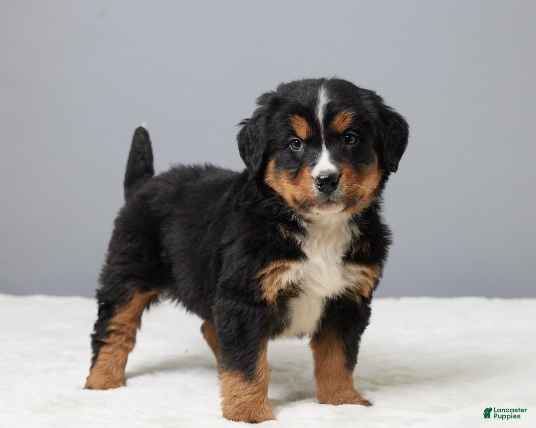 Bernese Mountain Dog dogs for sale: Falco - Ad 5