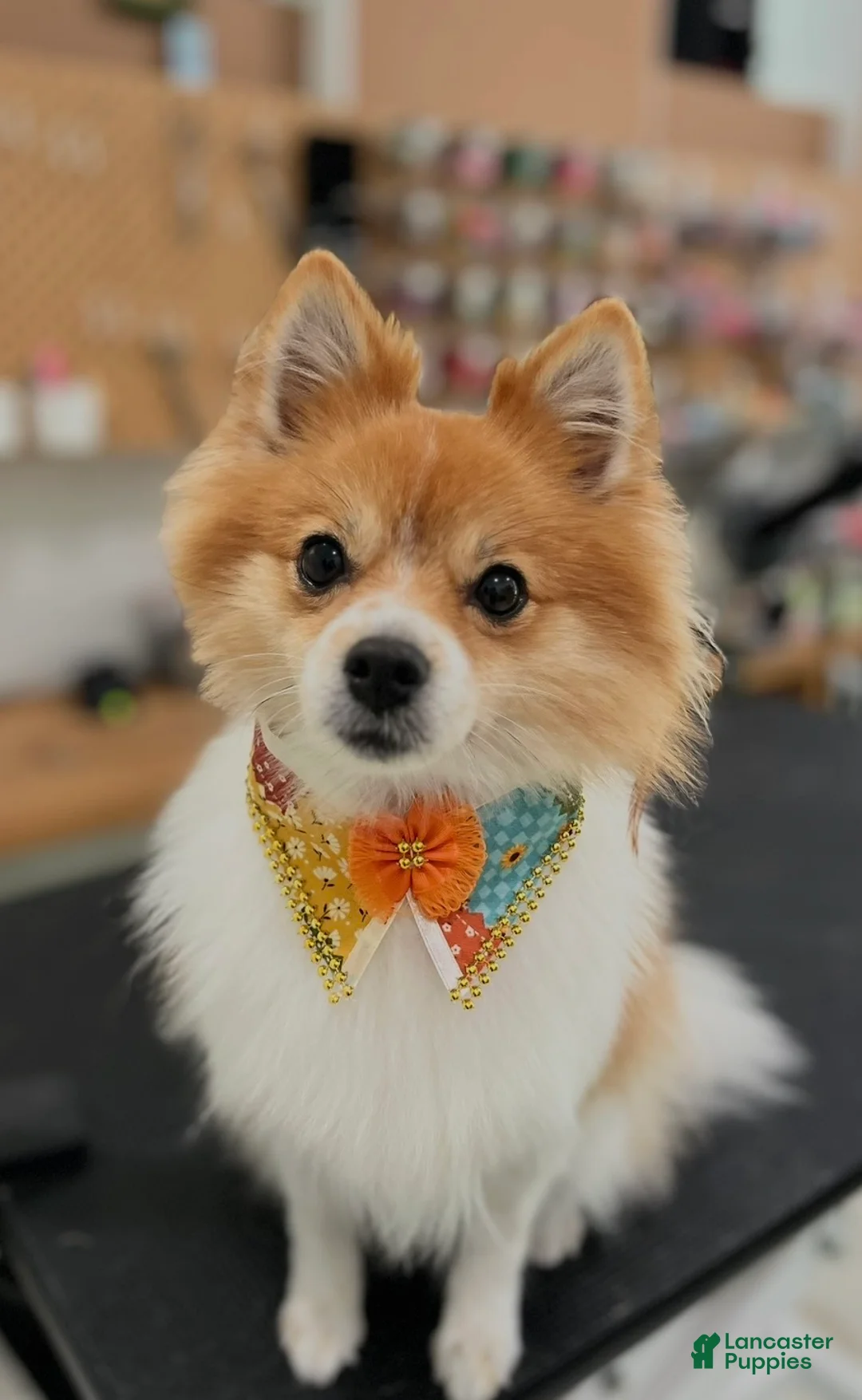 Mixed Breed dogs for sale: Suki - Ad 2