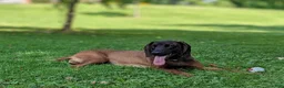 Other breed dogs for sale: Bavarian Mountain Hound - Ad 5