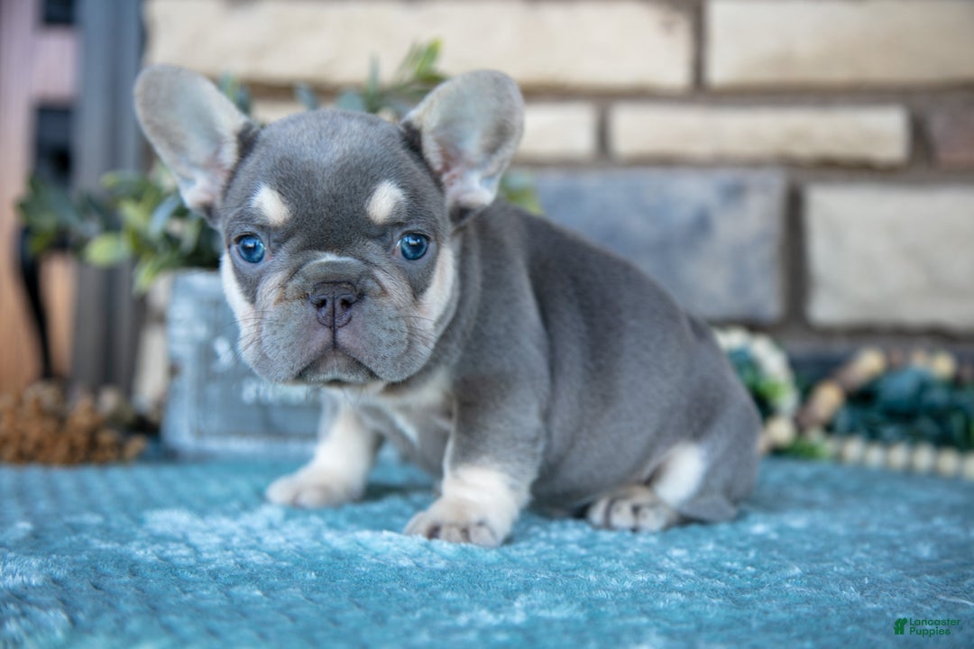 French Bulldog dogs for sale: Zach - Ad 1