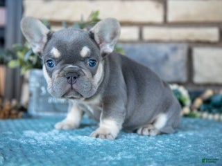 French Bulldog dogs Zach - Ad 13