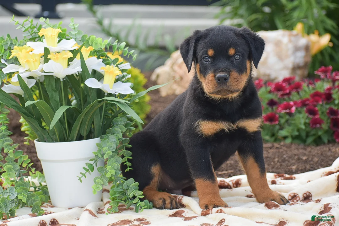 Rottweiler dogs for sale: Hudson - Ad 1