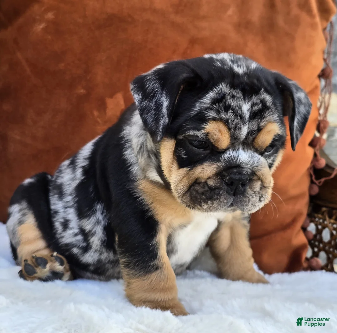 English Bulldog dogs for sale: Dash - Ad 2