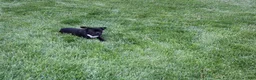 French Bulldog dogs for sale: Amy - Ad 4