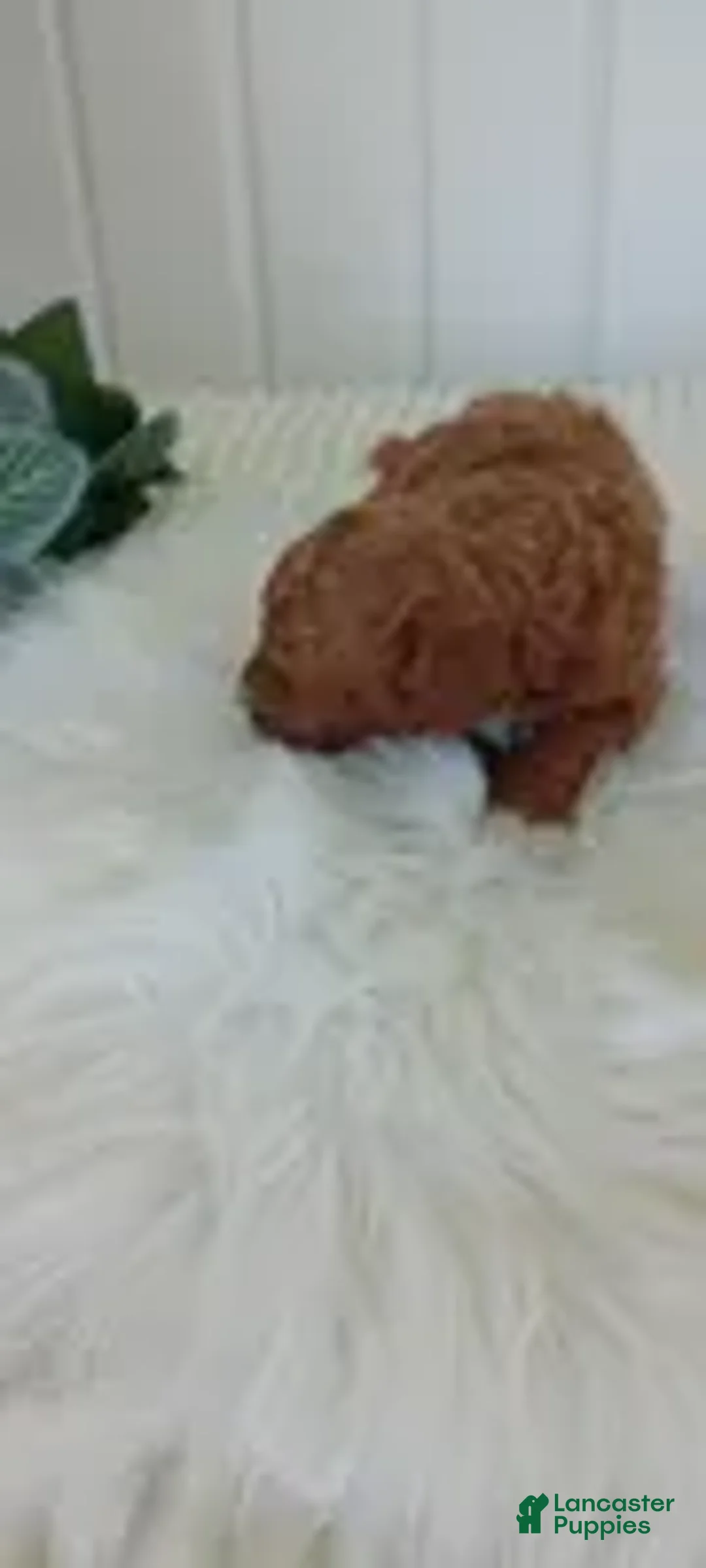 Mini Goldendoodle dogs for sale: Mr. Iris - Ad 2