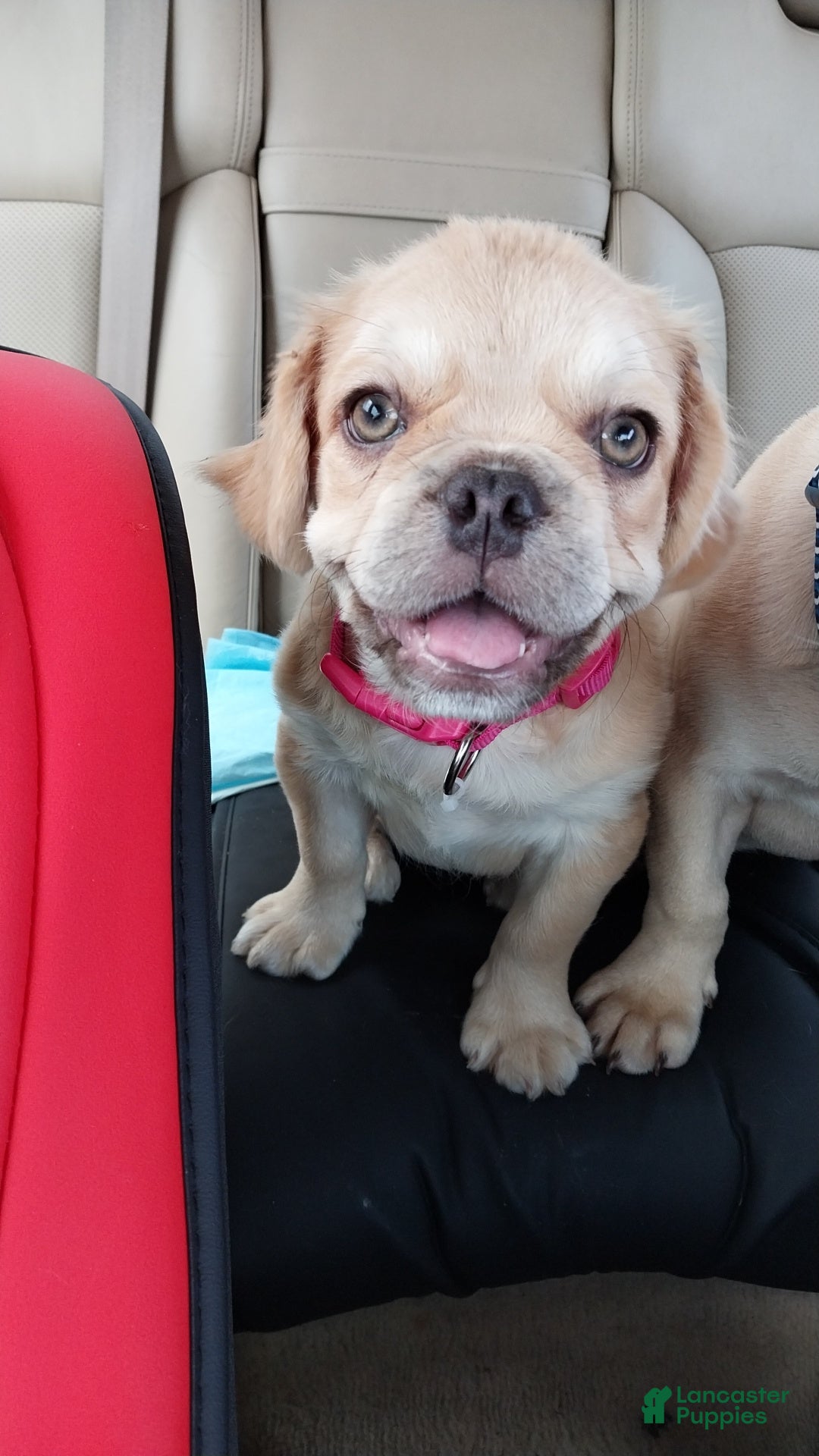 French Bulldog dogs for sale: French Bulldog Puppy 1 - Ad 2
