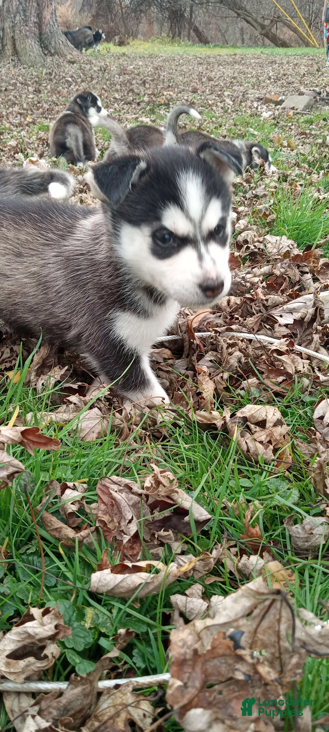 Gallery Image {{count}}