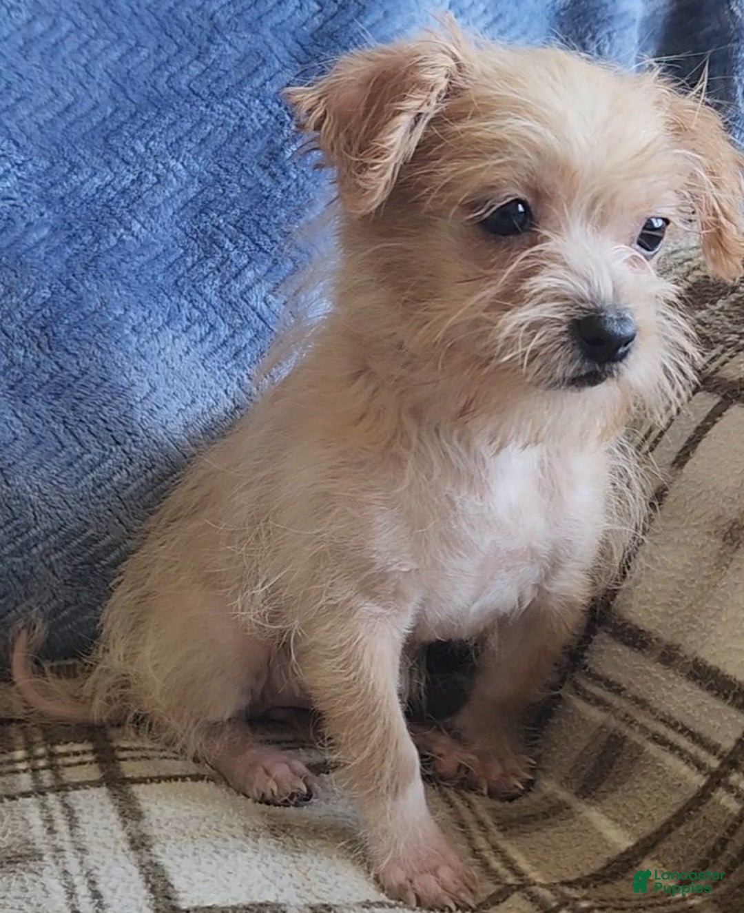 Mixed Breed dogs for sale: Maddie - Ad 7