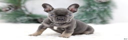 French Bulldog dogs for sale: Jude - Ad 5