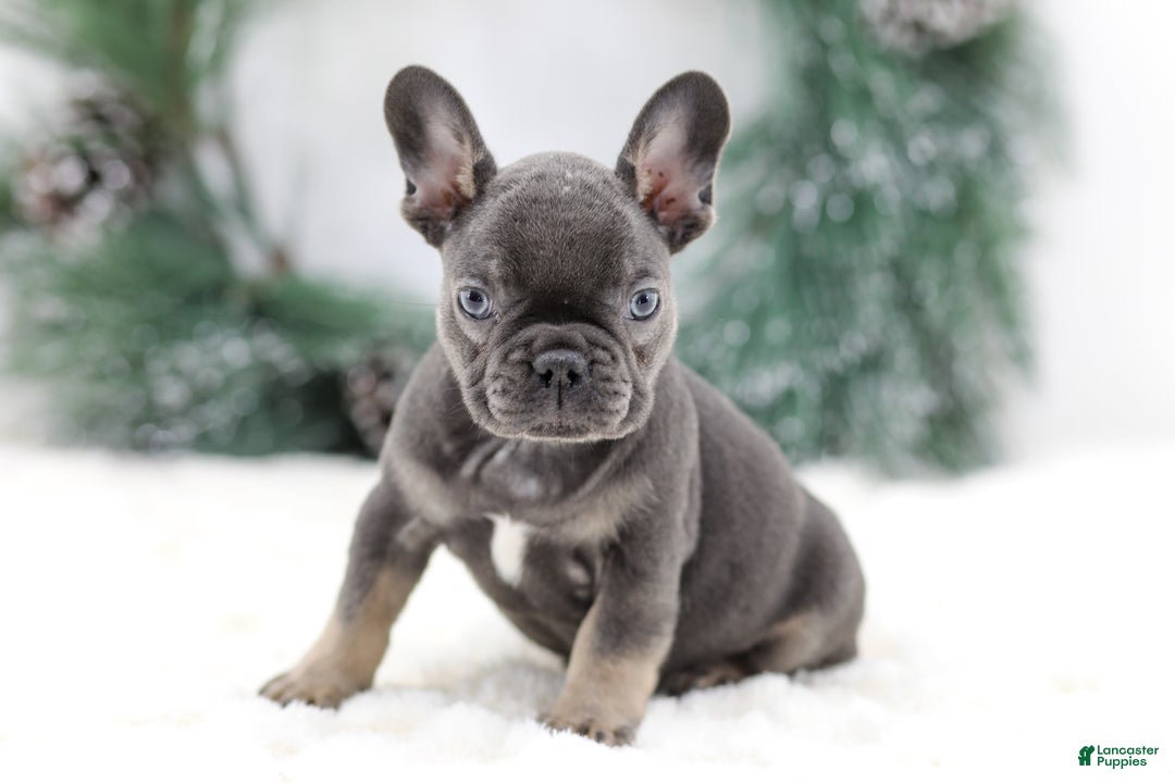 French Bulldog dogs for sale: Jude - Ad 5