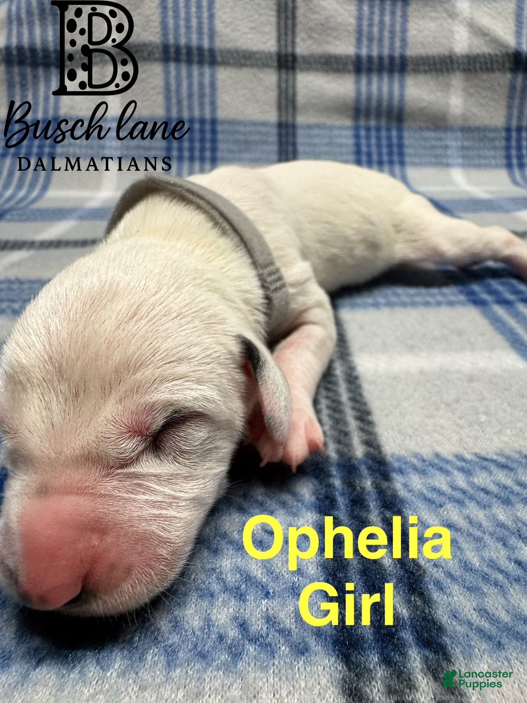 Dalmatian dogs for sale: Ophelia  - Ad 2
