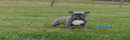 Frenchton dogs for sale: Kona - Ad 1