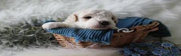 Bichpoo dogs for sale: Forest - Ad 3