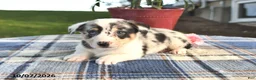 Welsh Corgi Pembroke dogs for sale: Cedar - Ad 2