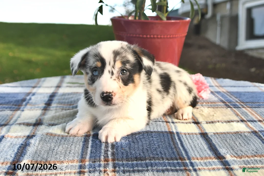 Welsh Corgi Pembroke dogs for sale: Cedar - Ad 2