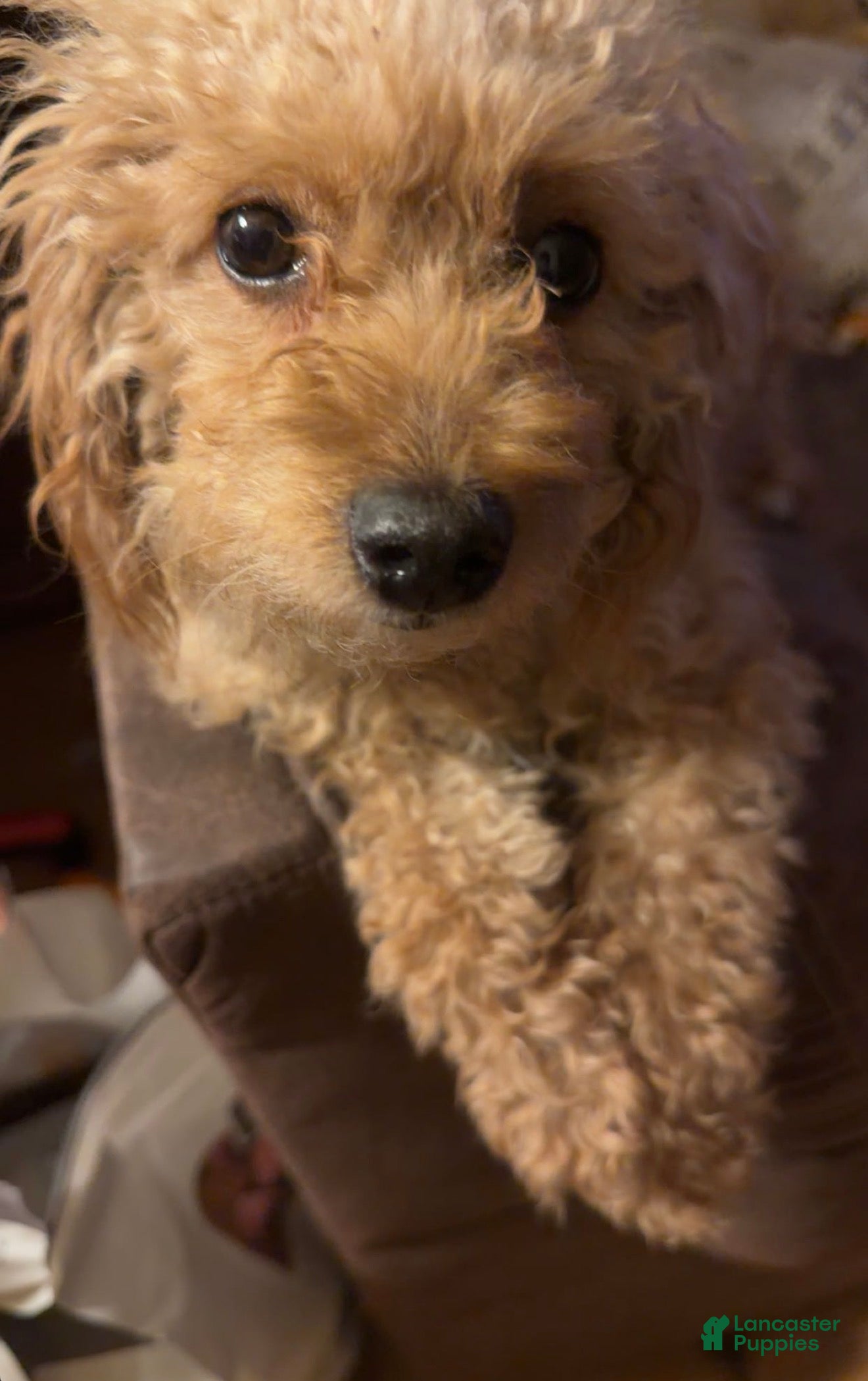 Athena
