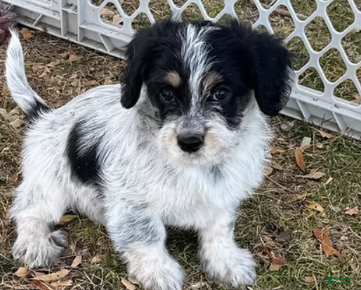 Corgipoo dogs Daisy - Ad 1