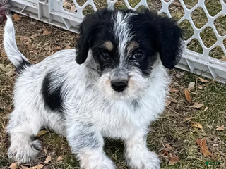 Corgipoo dogs Daisy - Ad 4