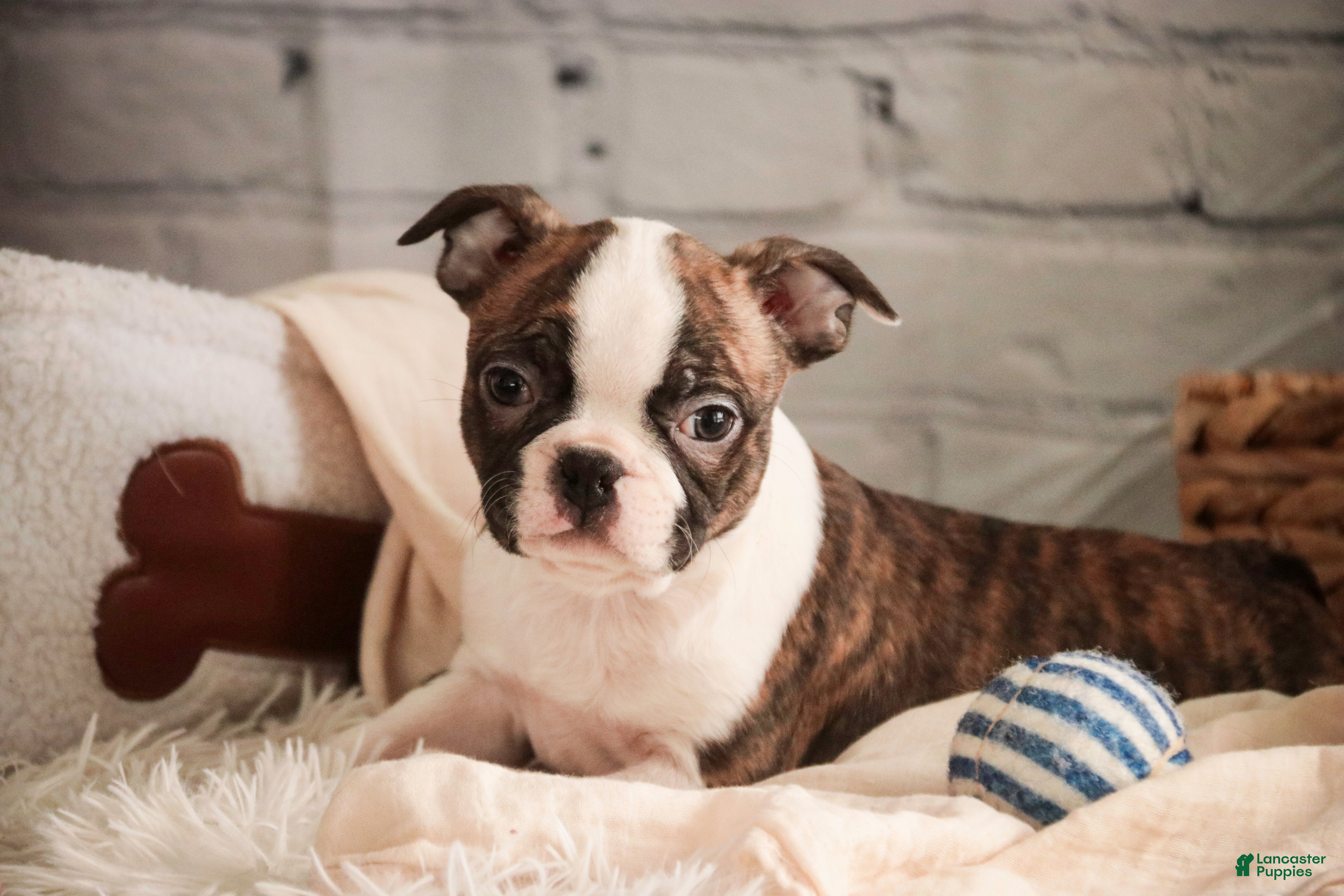 Boston Terrier dogs Kurt - Ad 5