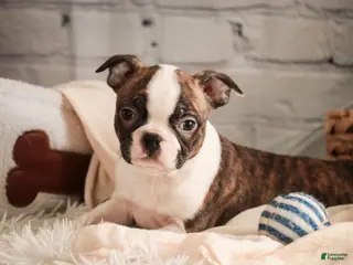 Boston Terrier dogs Kurt - Ad 5